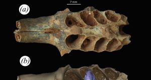 Hallan fósiles únicos: abejas prehistóricas construyeron nidos dentro de mandíbulas de mamíferos